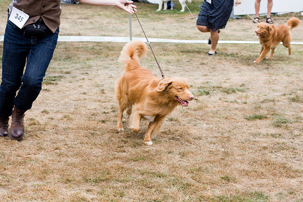 Edison läuft an Stephans Seite ziehend an der Leine durch den Ring