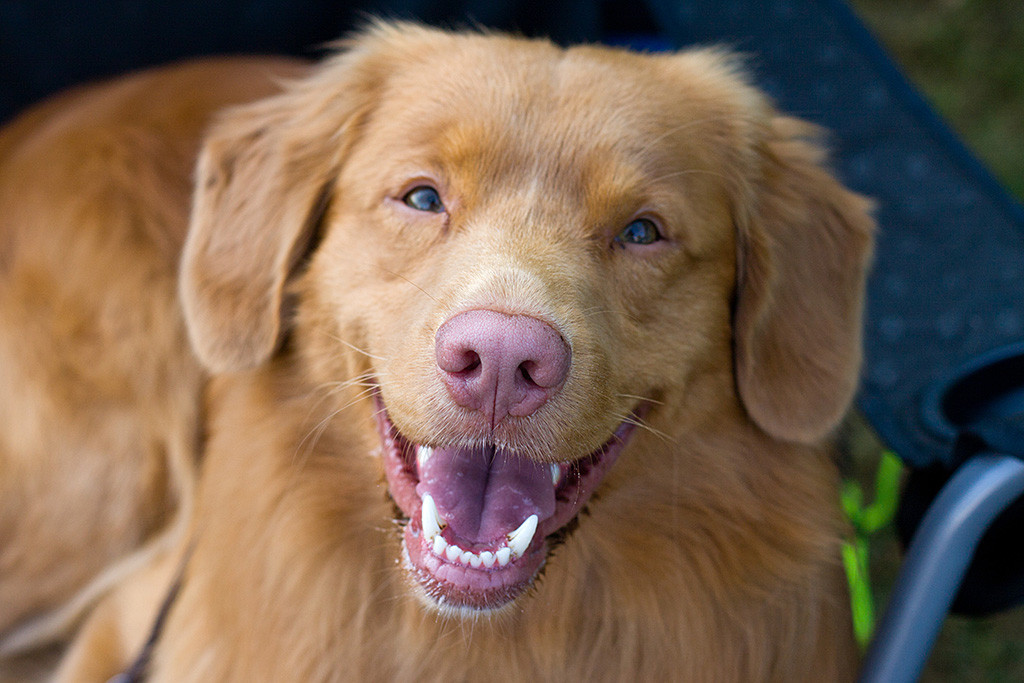 Edison lächelt in Nahaufnahme in die Kamera während er im Campingstuhl sitzt