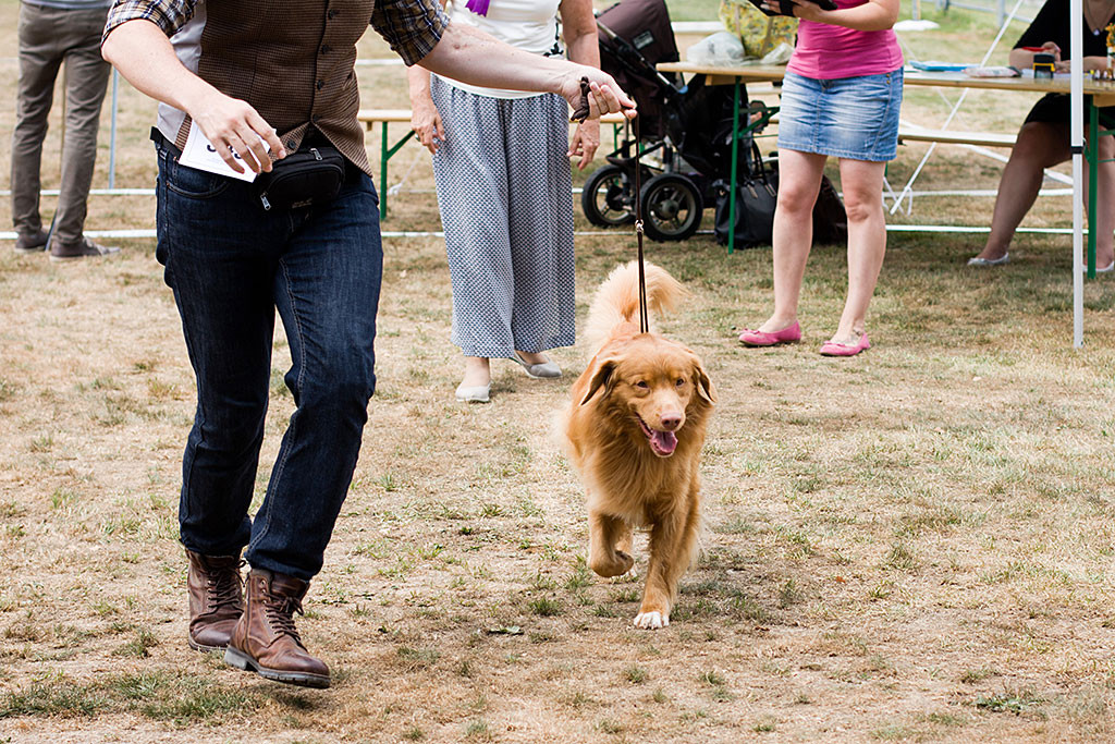 Edison läuft an Stephans Seite durch den Ring auf der Geraden von der Richterin weg