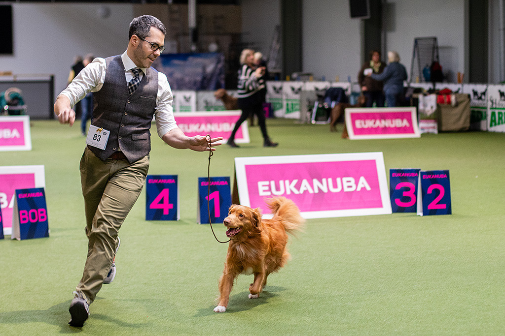 Newton läuft freudig an Stephans Seite durch den Ring