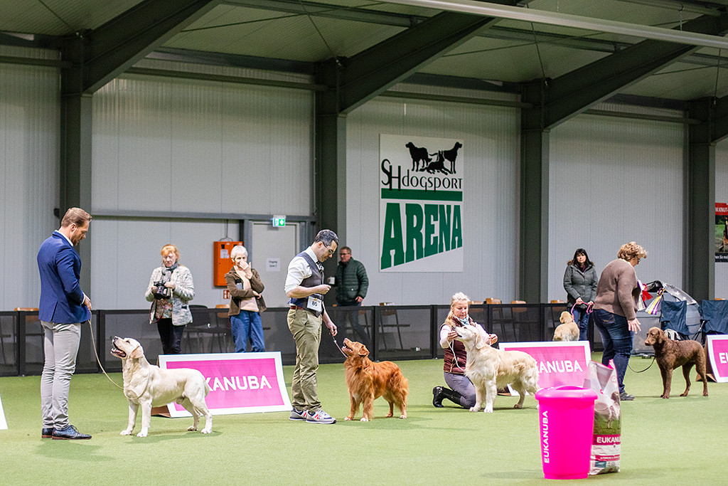 Edison steht in einer Reihe mit dem Labrador, dem Golden und den Chesapeake Bay Retriever Rassebesten im Ring