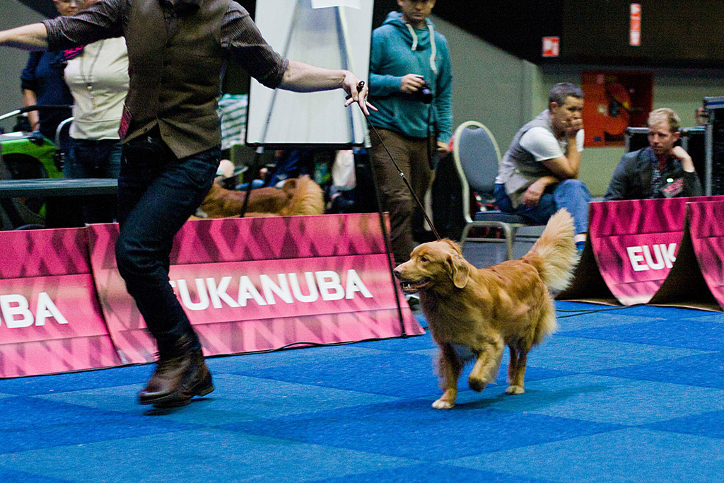 Edison läuft geführt von Stephan fröhlich durch den Ring