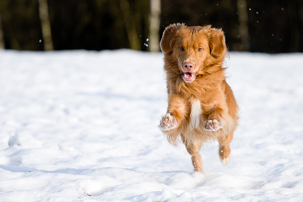 Edison springt freudig durch den Schnee