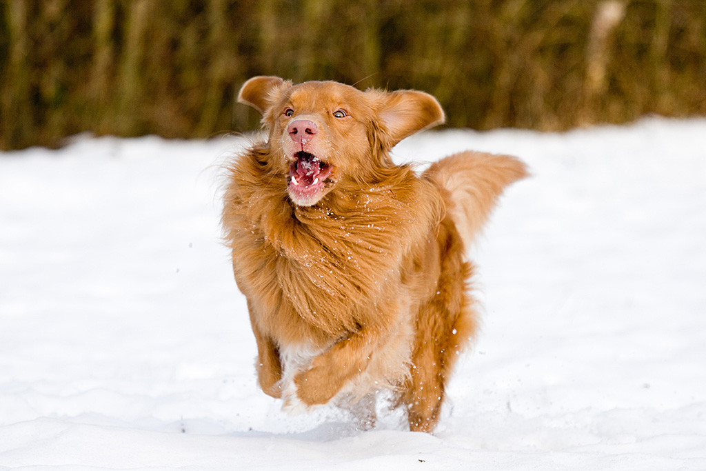 Edison rennt mit geöffnetem Fang durch den Schnee