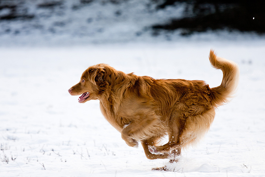 Edison rennt von der Seite aufgenommen mit angezogenen Beinen durch den Schnee