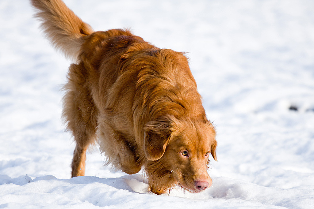 Edison durchschreitet mit tiefer Nase den Schnee