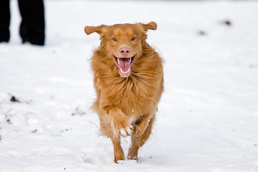 Edison rennt wie mit irrem Blick und fliegenden Ohren auf die Kamera zu