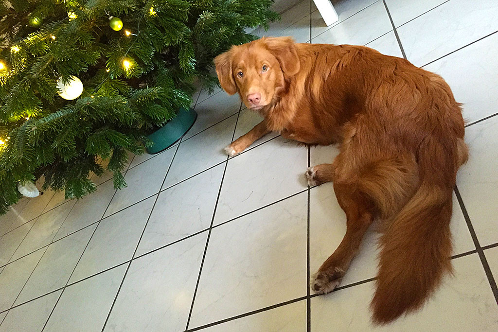 Edison vor dem Weihnachtsbaum