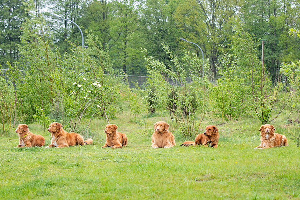 Gruppenfoto der Hunde, alle liegend – Debby, Turais, Mina, Edison, Foster, Frieda