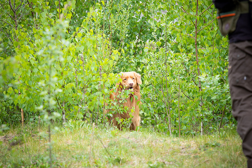 Edison schaut fragend aus dem Gebüsch heraus zu Stephan
