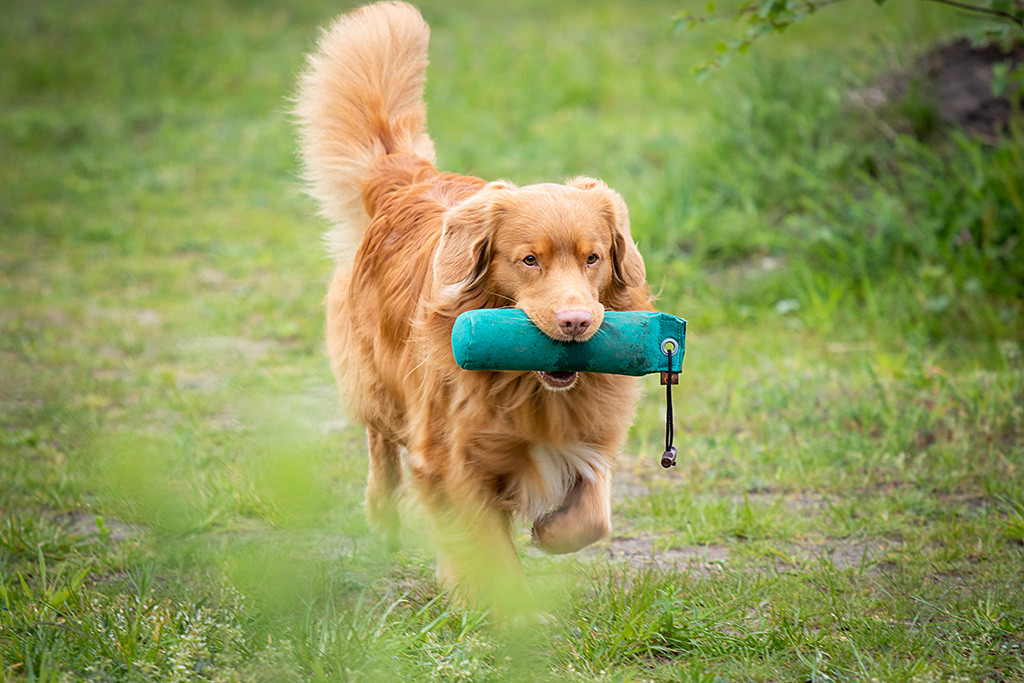 Edison läuft mit dem Dummy im Fang zurück zu Stephan