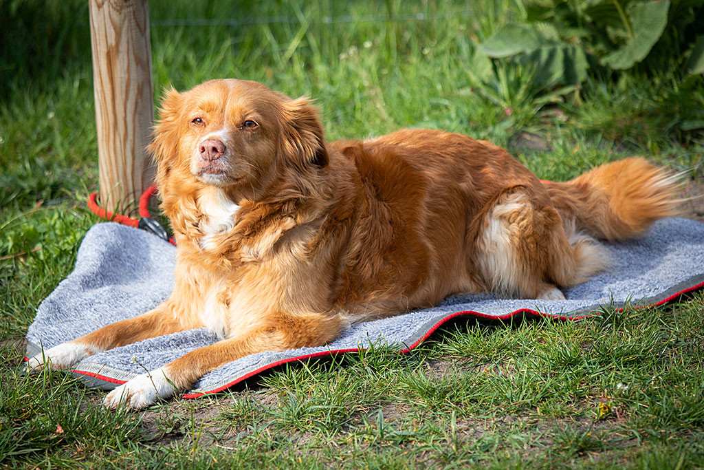Frieda liegt auf ihrer Decke in der Wartezone