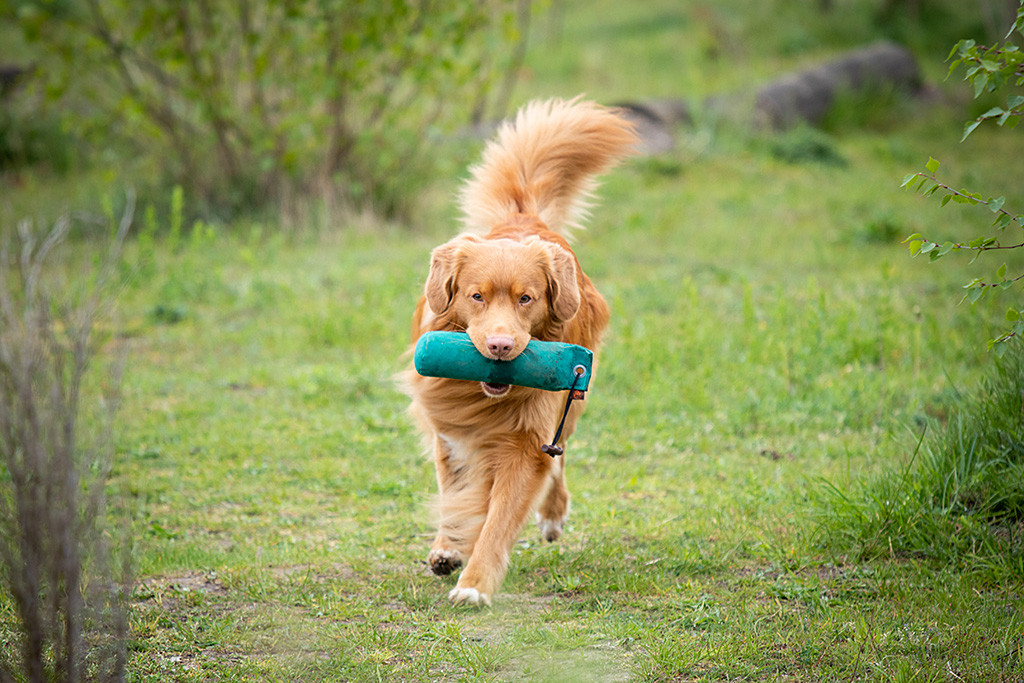 Edison läuft mit dem Dummy im Fang auf die Kamera zu
