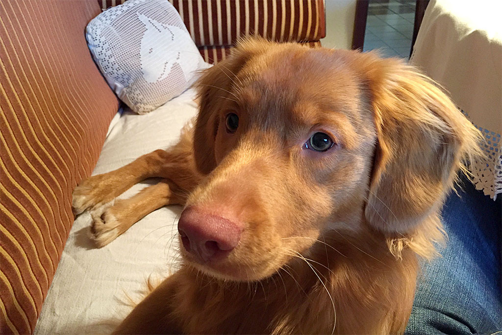 Edisons liegt bei Stephan auf dem Biedermeier-Sofa, im Hintergrund ein gehäkelter Bullterrier-Kissenbezug