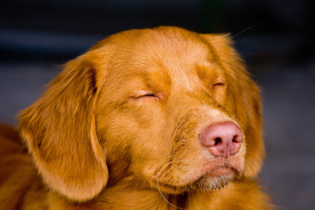 Edison ruht in sich bei geschlossenen Augen
