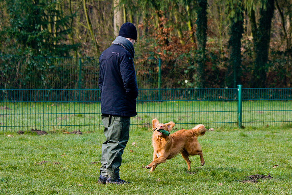 Edison bringt den Dummy freudig zurück zu Stephan