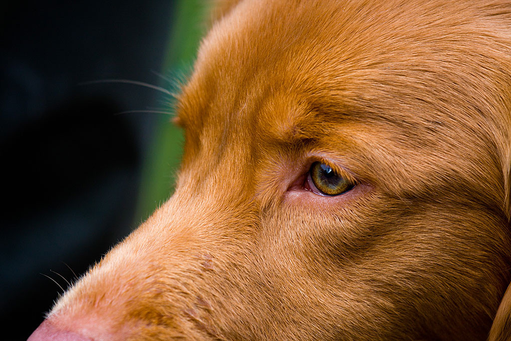 Nahaufnahme von Edisons Kopf