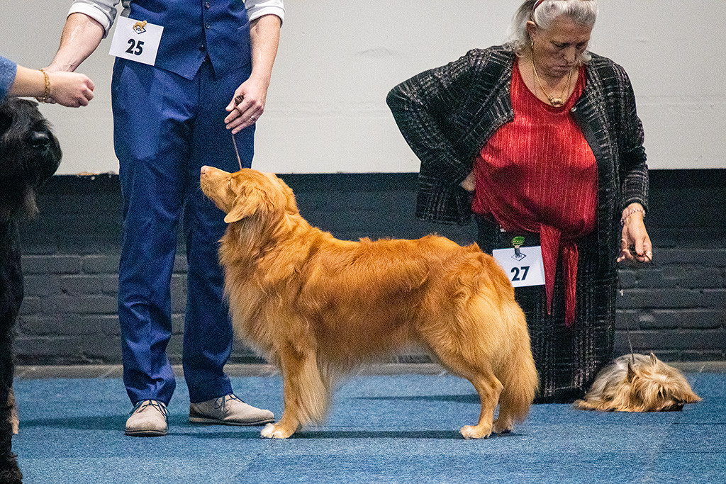 Edison steht im Vorring wie eine Eins, dahinter liegt ein Yorkshire Terrier