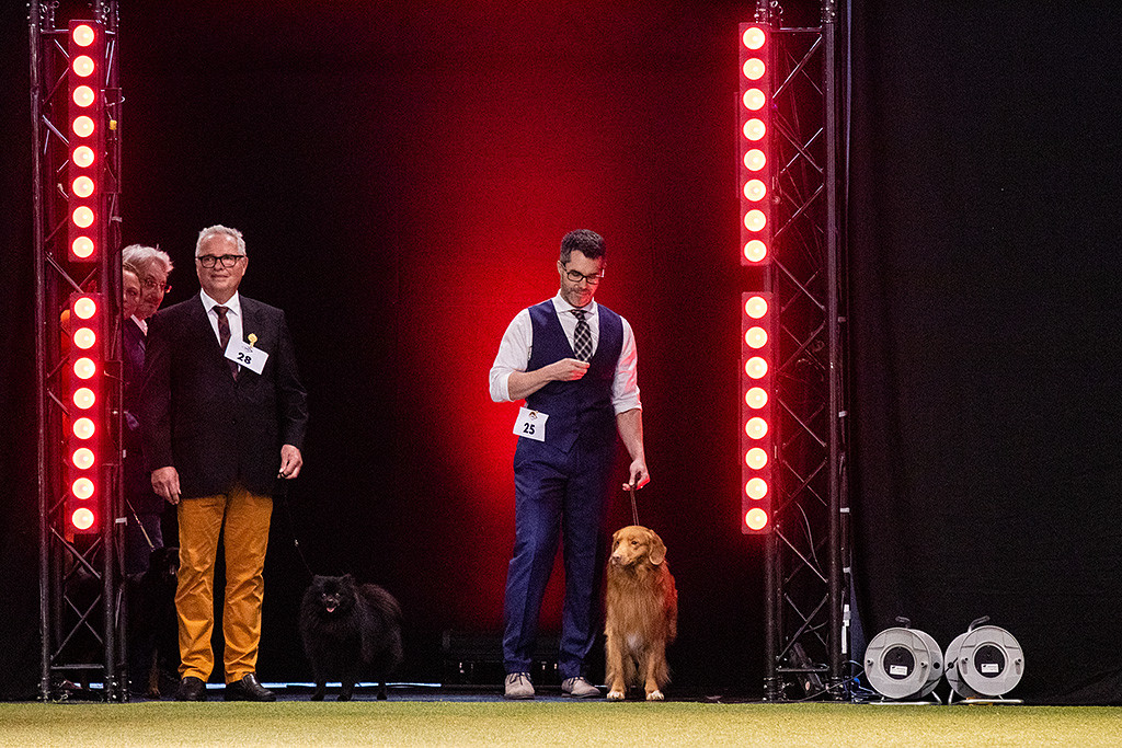 Edison wartet neben dem schwarzen Kleinspitz am Eingang des Rings, dass sie reinlaufen dürfen