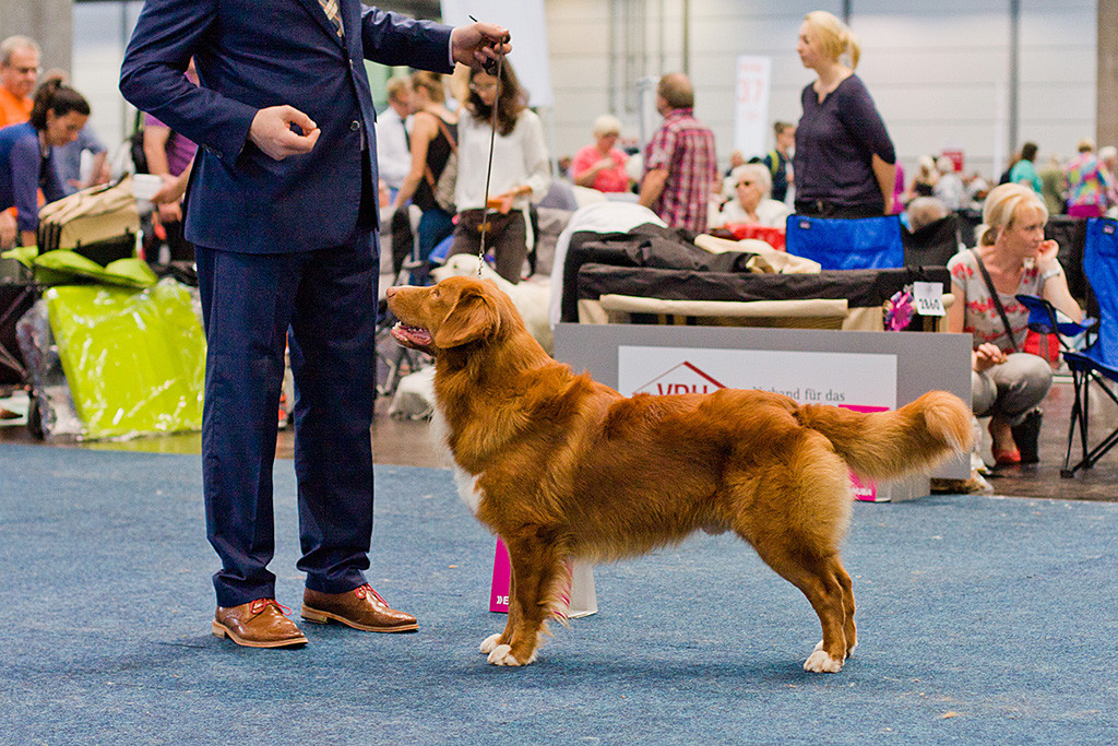 Duckinson Jaguar steht stolz vor seinem Herrchen