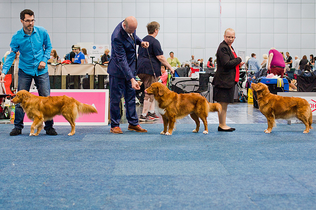 Wahl zum Rassebesten von links nach rechts Edison, Duckinson Jaguar und Shaggy Toller’s New Swedish Design