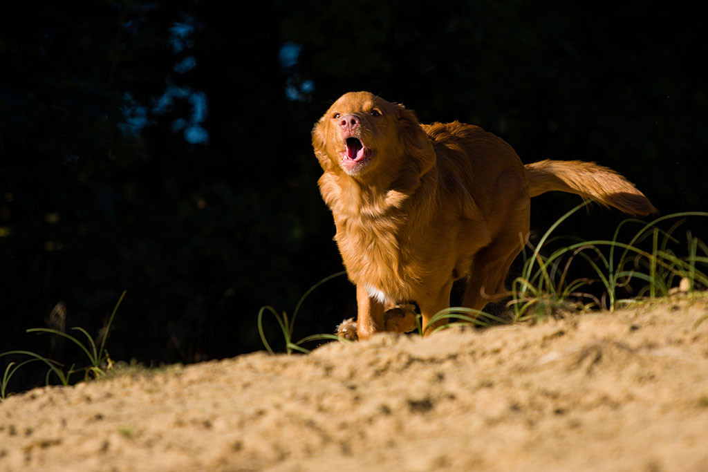 Edison rennt durch den Sand