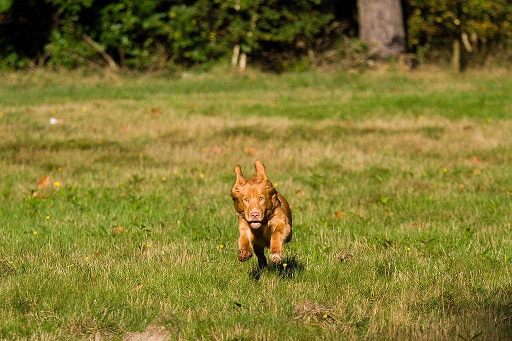 Edison rennt wie ein geölter Blitz los