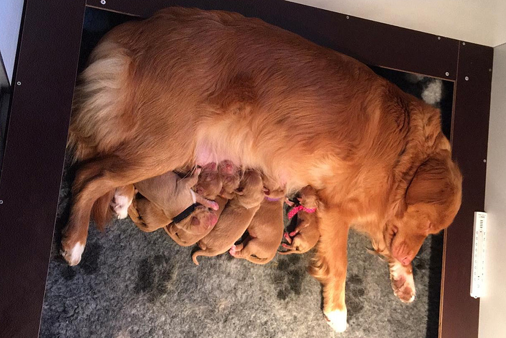 Suzy schläft während ihr Welpen sich an der Milchbar bedienen