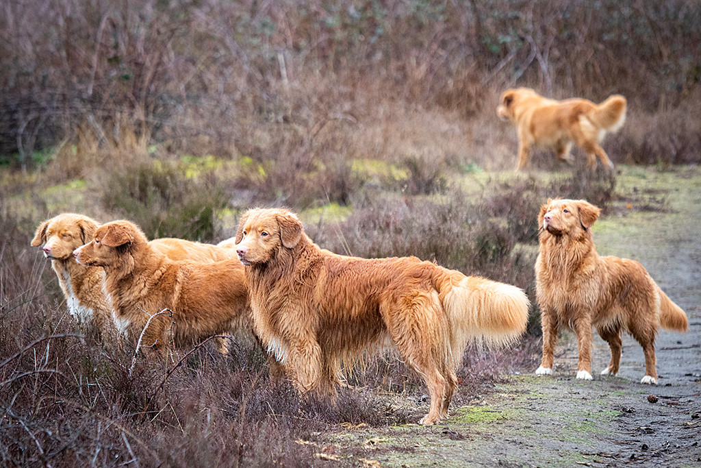 Edison steht mit drei anderen Hündinnen zusammen, alle schauen in eine Richtung