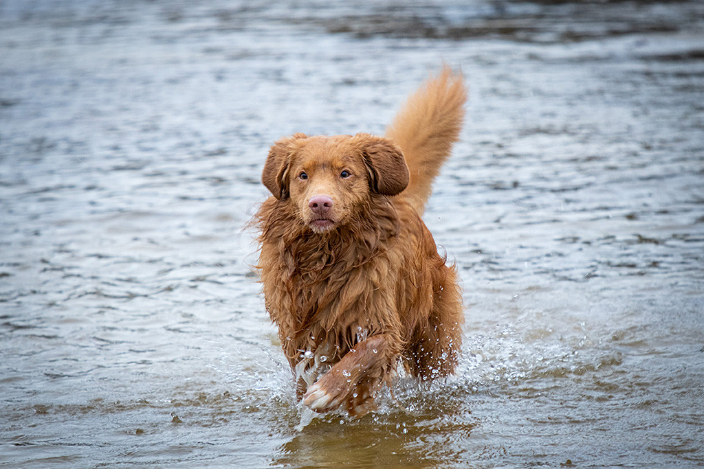 Edison läuft mit ernstem Blick durchs Wasser auf die Kamera zu