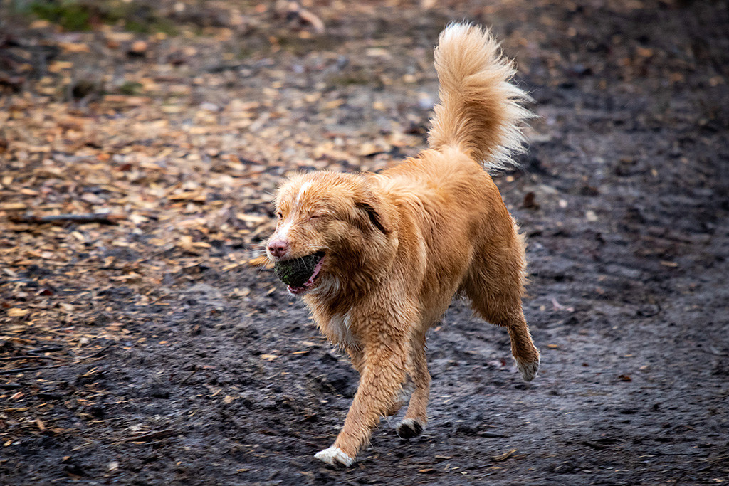 Keet läuft mit Ball im Mund und zwinkert mit einem Auge