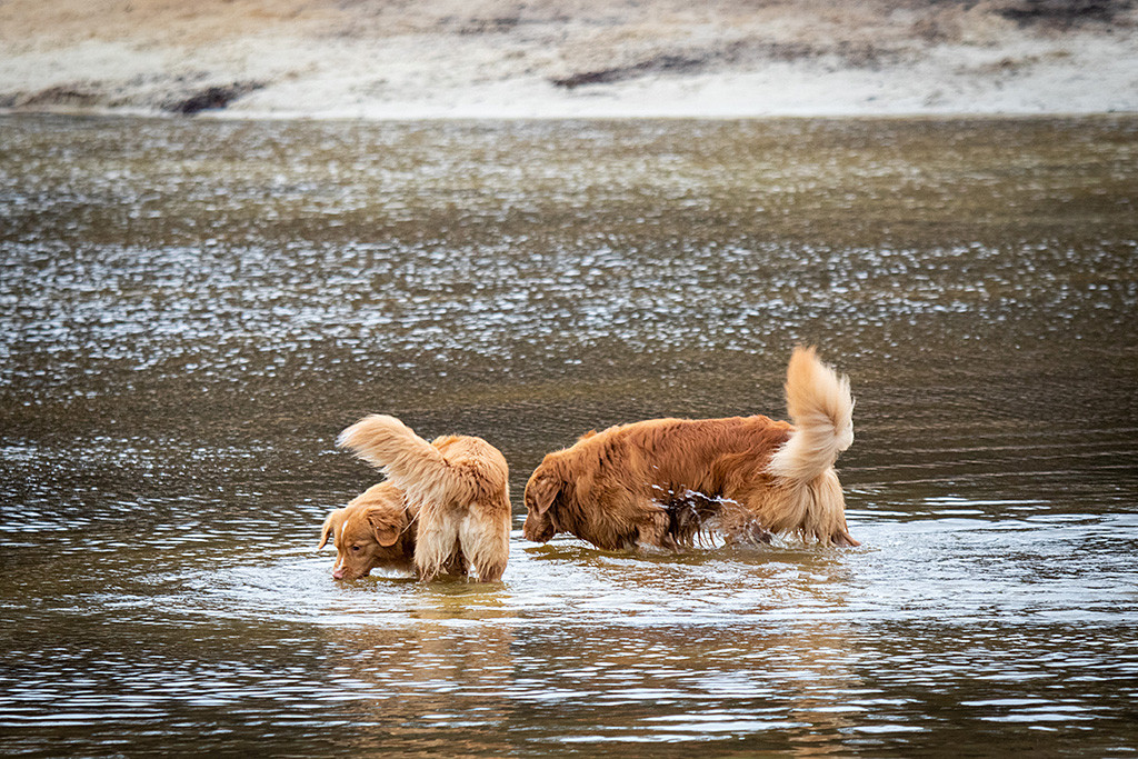 Edison und Keet schlürfen ein wenig Wasser während sie bis zum Bauch darin stehen