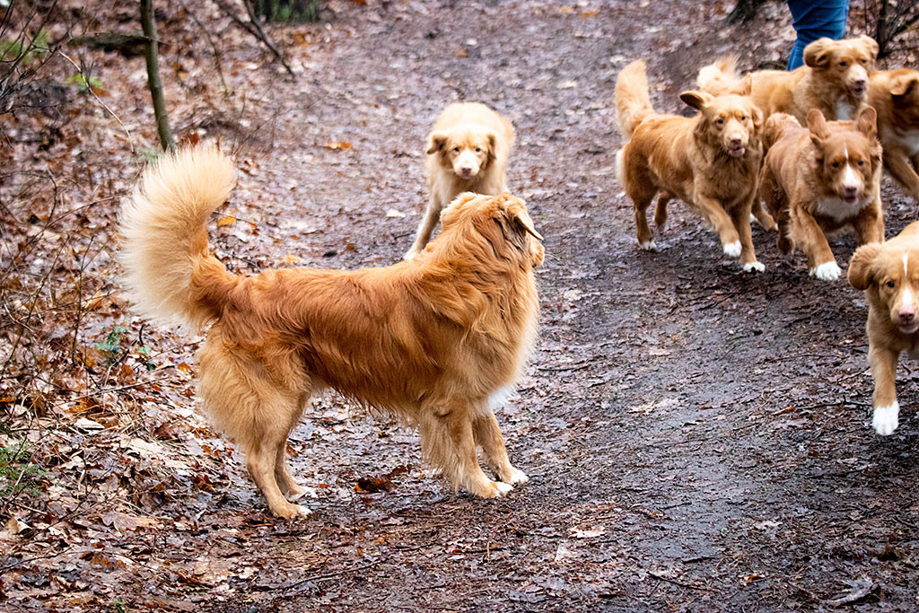Edison ist sichtlich beeindruckt von den vielen Tollerhündinnen, die an ihm vorbeilaufen