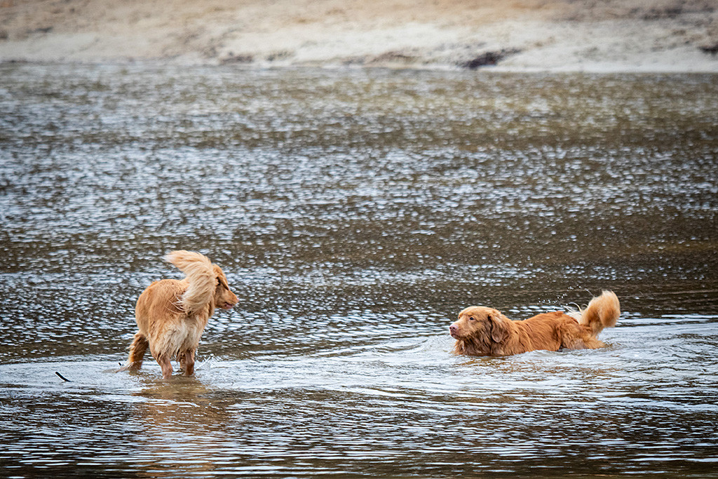 Edison liegt im Wasser während Keet auf ihn zuläuft
