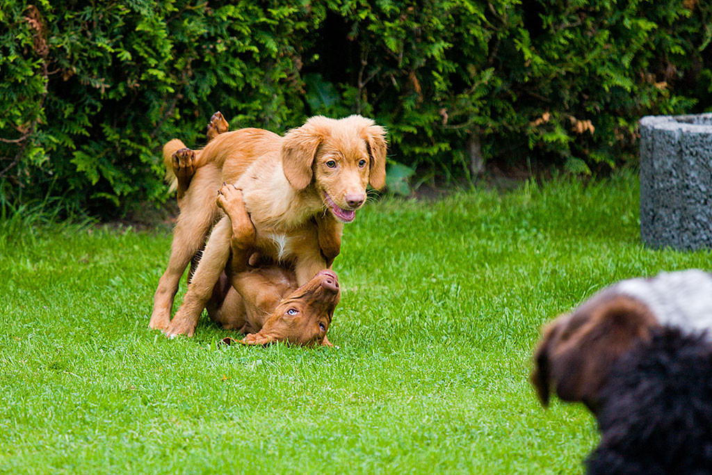 Edison tobt mit Lille auf der Wiese