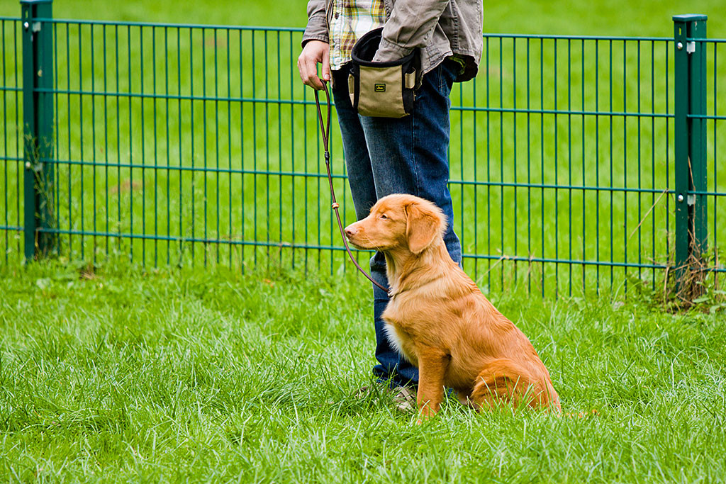 Edison sitzt aufmerksam neben Stephan beim Training