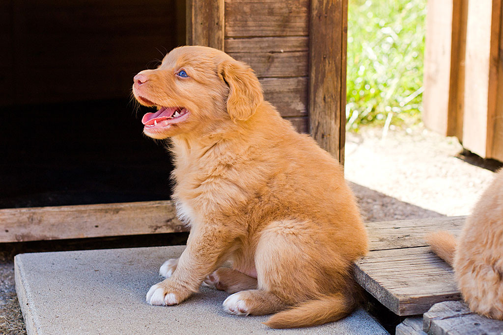 Edison sitzt vor einer Hundehütte