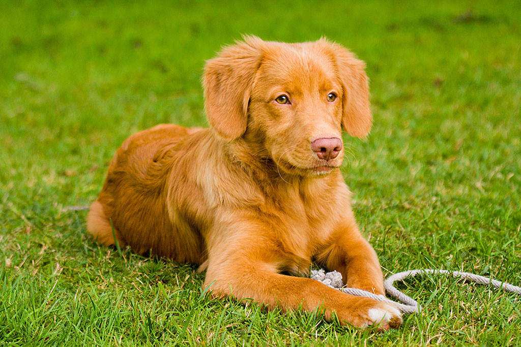 Edison liegt aufmerksam auf der Wiese