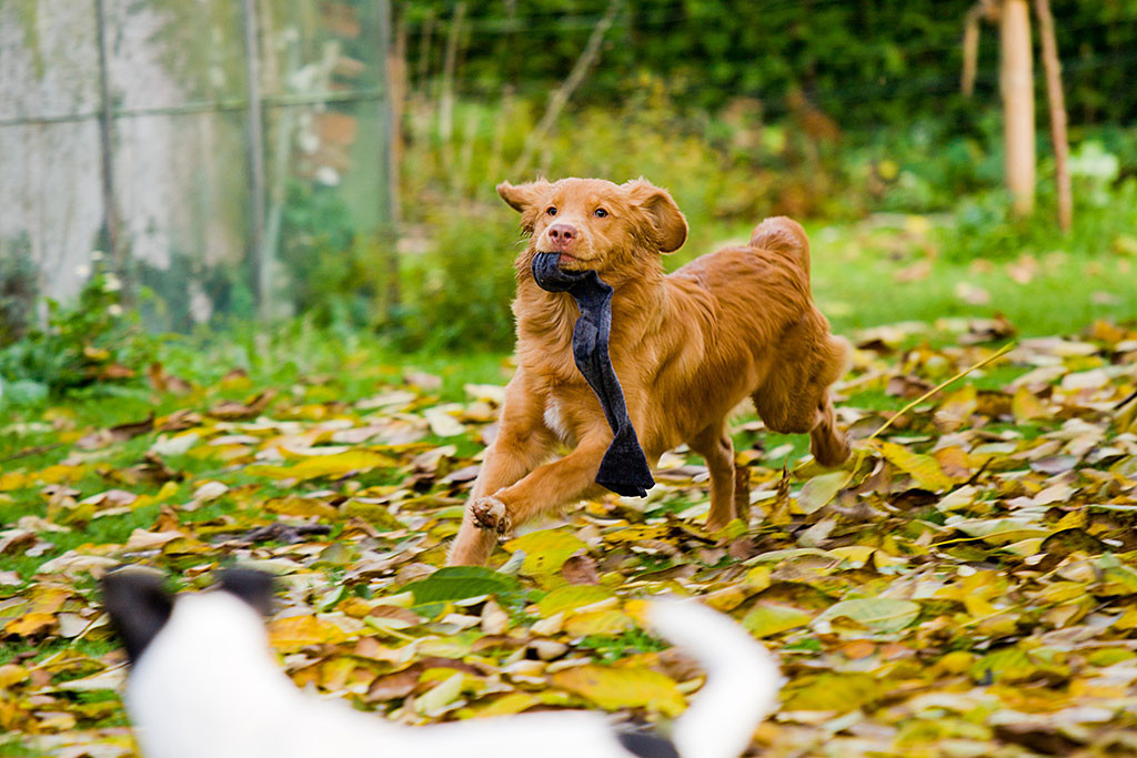 Edison trägt stolz wie Oskar die Socke im Maul