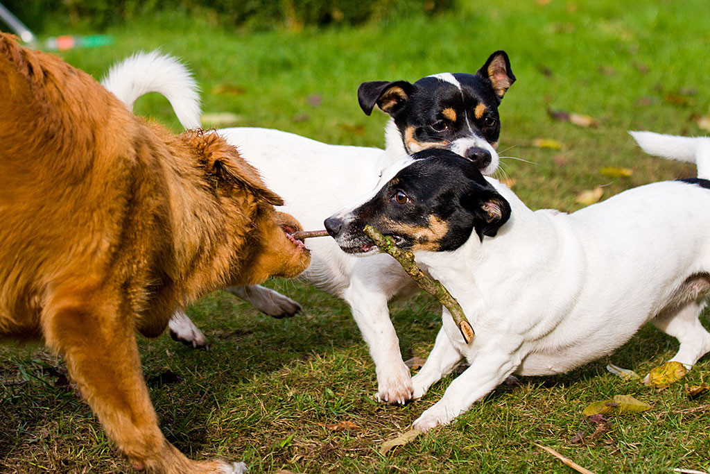 Edison zerrt mit Nelli an einem Stock während Oreo zuschaut