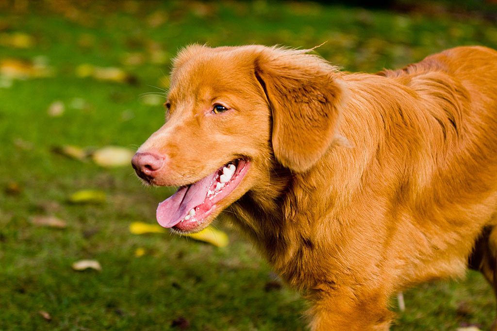 Nahaufnahme von Edison, der in die Kamera lächelt