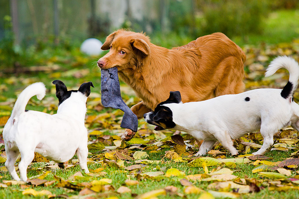 Edison hat eine Socke im Maul, die Oreo und Nelli versuchen ihm abzujagen