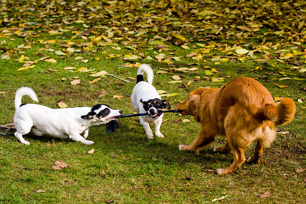 Edison, Oreo und Nelli ziehen gemeinsam an einem Socken
