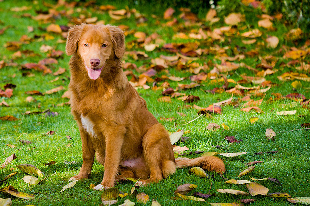 Edison sitzt im Garten auf dem Rasen und lächelt in die Kamera