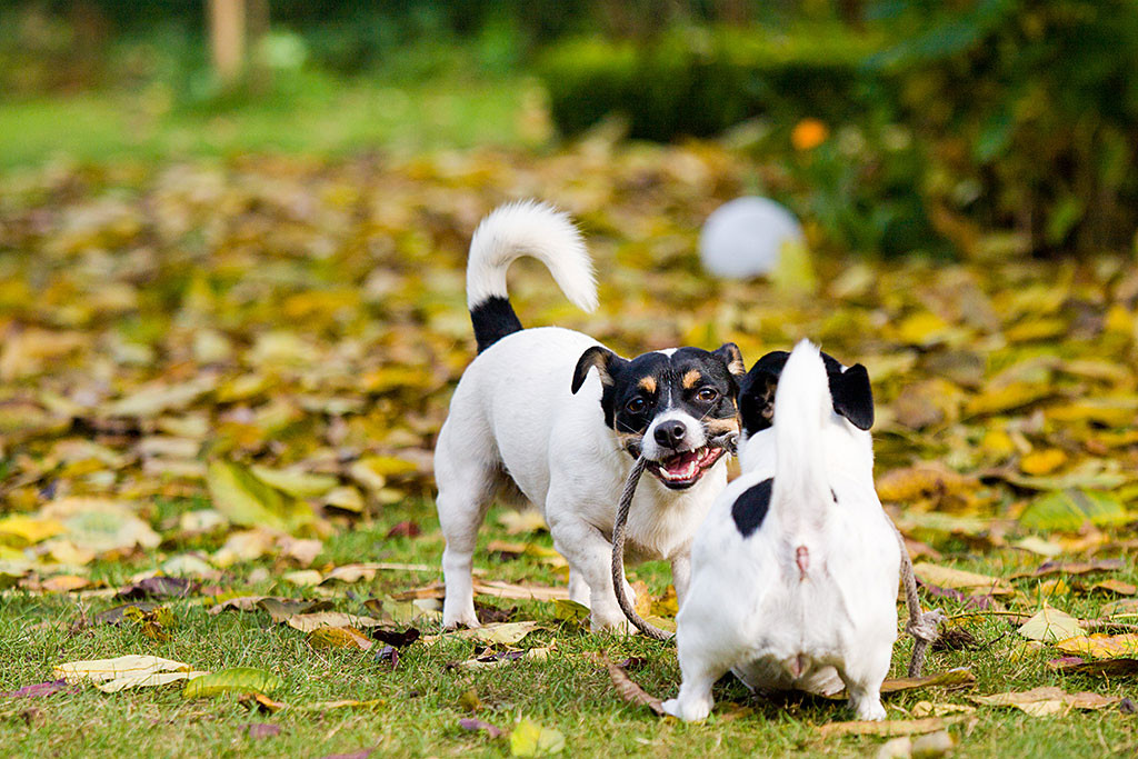 Nelli und Oreo zerren an einem Tau