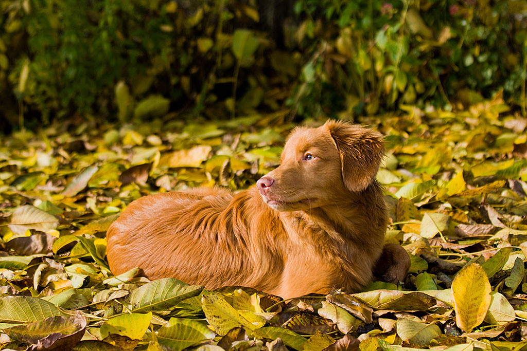 Edison liegt auf einer Laubdecke, die den Rasen bedeckt und schaut über seinen Rücken nach hinten