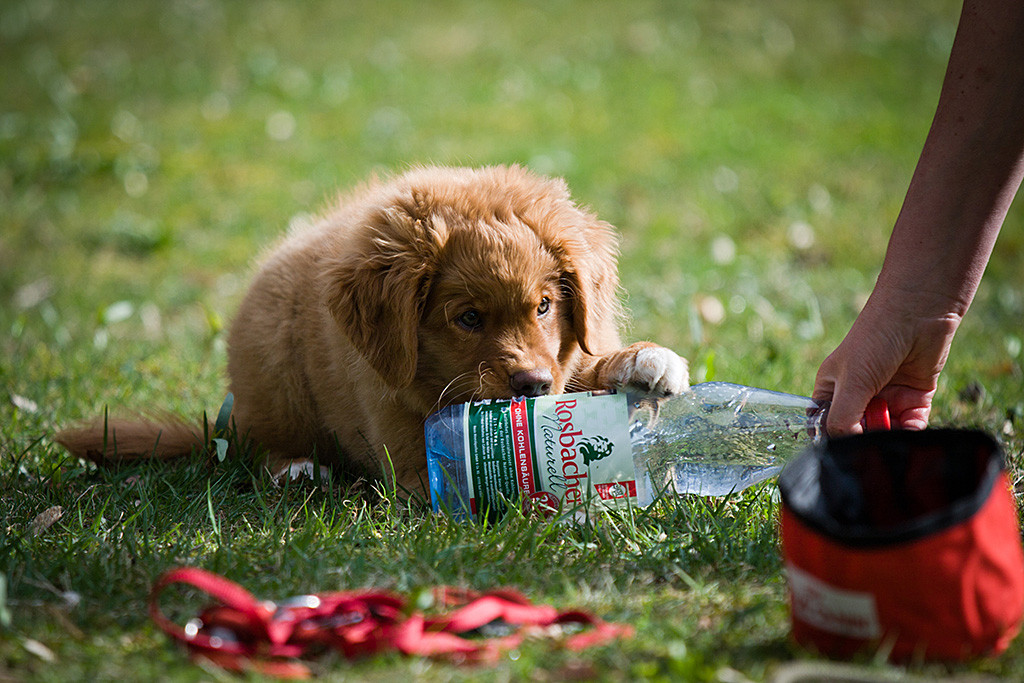 Benthe hat liegend eine Pfote auf eine Wasserflasche gelegt