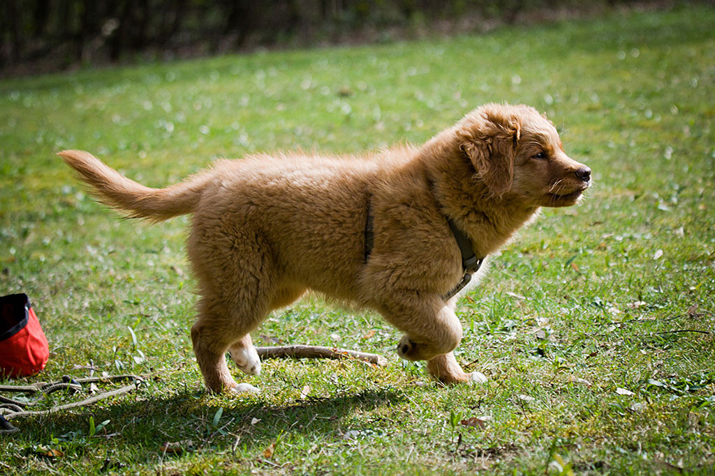 Benthe läuft unermüdlich durch die Gegend