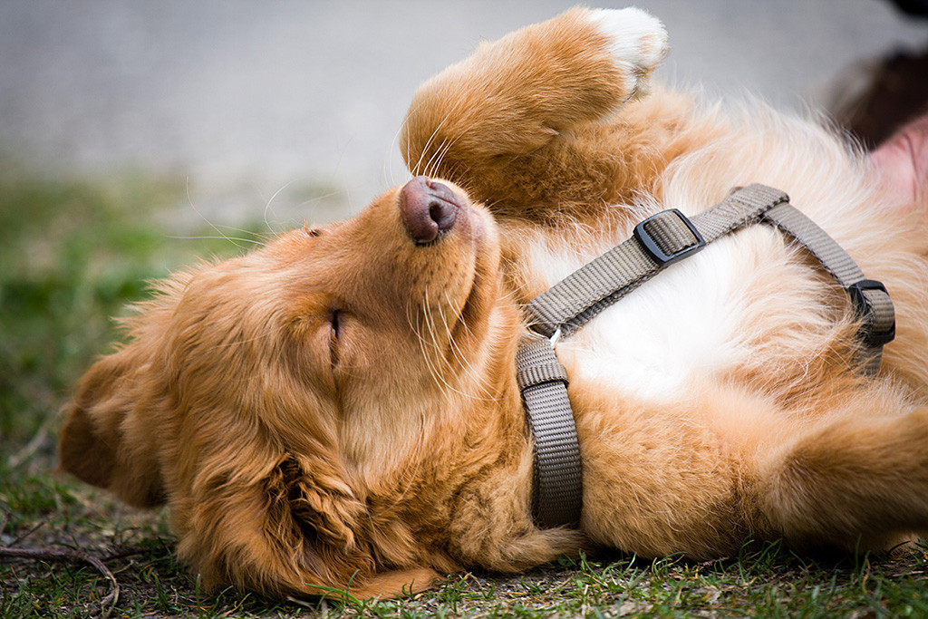 Benthe liegt auf dem Rücken und lässt sich das Bäuchlein kraulen