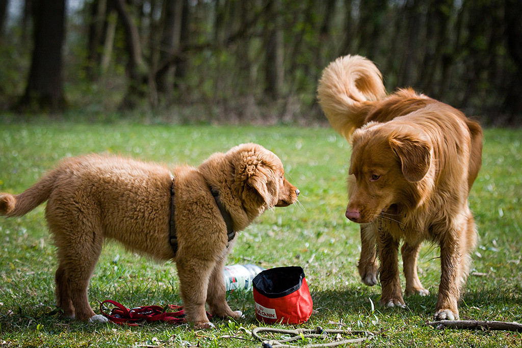 Edison schaut Benthe an, die beide vor dem Wassernapf stehen